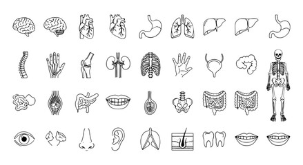 Vector art of collection of line art icons illustrating human anatomy and internal organs
