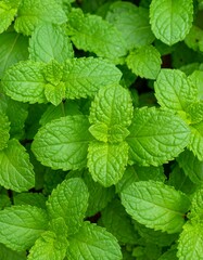 Fresh mint leaves close-up
