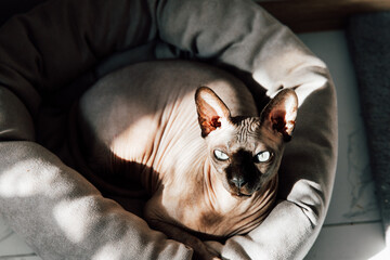 Sphynx cat resting comfortably in a cozy pet bed in a warmly lit interior