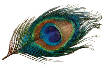 A peacock feather isolated on white background PNG
