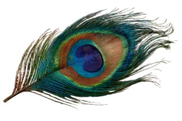 A peacock feather isolated on white background PNG