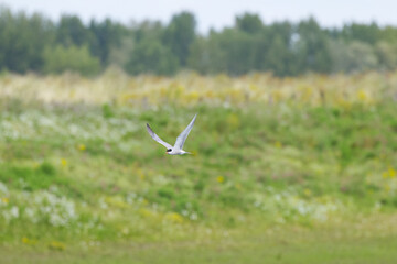 Sterna hirundo, Common tern in flight with wings spread, common tern with wings spread and wild meadow in the background, flying common tern with fields in the background
