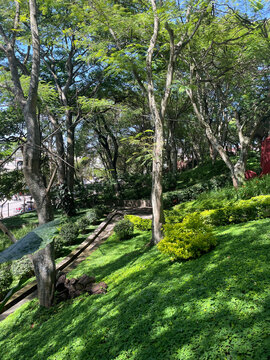 Naturaleza verde al aire libre, parque ecol&oacute;gico con senderos, arboles y plantas. Toma Vertical.
