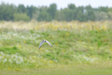 Common tern in flight with wings spread, common tern with wings spread, meadow in the background, common tern flying over meadows and fields, Sterna hirundo
