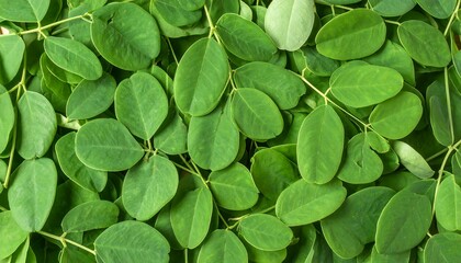 Fresh, vibrant green leaves densely packed