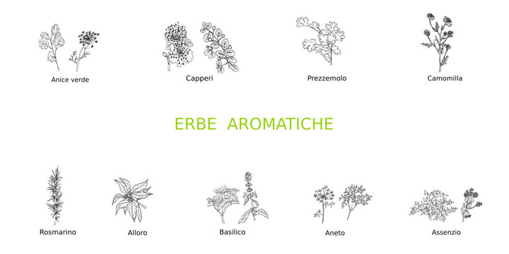 Set di erbe aromatiche disegnate a mano libera, colore nero con titolo verde