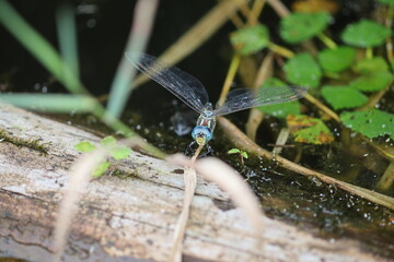 Siberian hawker(Aeshna crenata) is a species of dragonfly in the family Aeshnidae. It is found in...