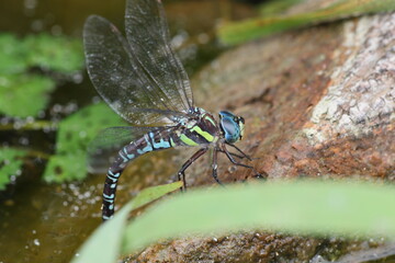 Siberian hawker(Aeshna crenata) is a species of dragonfly in the family Aeshnidae. It is found in Belarus, Finland, Latvia, Lithuania, and Russia. This photo was taken in Hokkaido, Japan.