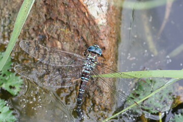 Siberian hawker(Aeshna crenata) is a species of dragonfly in the family Aeshnidae. It is found in Belarus, Finland, Latvia, Lithuania, and Russia. This photo was taken in Hokkaido, Japan.