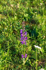 purple flowers in the garden