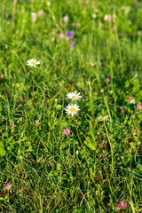 green grass and flowers