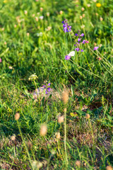 wild flowers in the grass