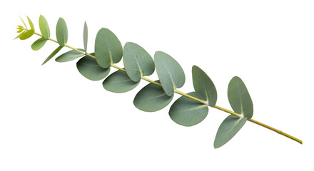 Isolated Eucalyptus Branch © Maria