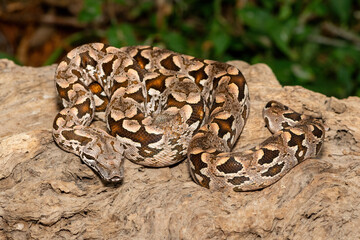 A beautiful Dumeril's boa (Acrantophis dumerili), coiled on a large branch. A non-venomous snake...