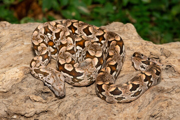 Obraz premium A beautiful Dumeril's boa (Acrantophis dumerili), coiled on a large branch. A non-venomous snake endemic to Madagascar