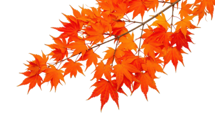 Isolated Red Maple Branch