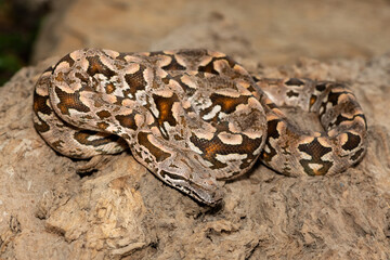 A beautiful Dumeril's boa (Acrantophis dumerili), coiled on a large branch. A non-venomous snake...