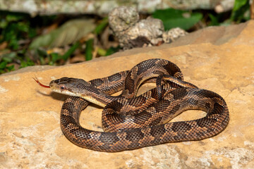 A beautiful Texas rat snake (Elaphe obsoleta lindheimeri), a subspecies of the black rat snake. A non-venomous colubrid snake native to the United States