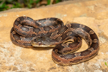 A beautiful Texas rat snake (Elaphe obsoleta lindheimeri), a subspecies of the black rat snake. A non-venomous colubrid snake native to the United States