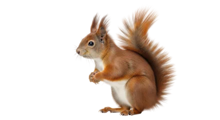 Fotobehang Eekhoorn Isolated Squirrel  © Maria