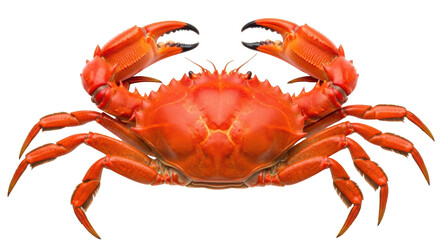 Isolated Cooked Crab