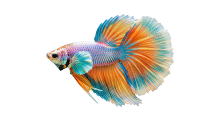 Isolated Colorful Betta Fish