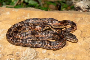 A beautiful Texas rat snake (Elaphe obsoleta lindheimeri), a subspecies of the black rat snake. A non-venomous colubrid snake native to the United States