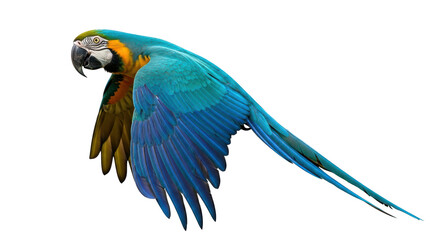 Isolated Macaw Flying