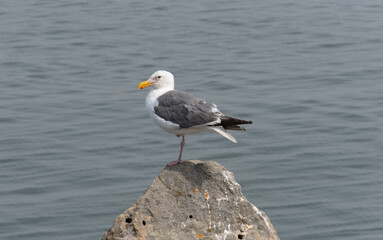 Gull On Rock