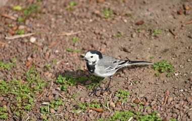 White Wagtail Looking For Food In Riva Del Garda Italy On A Wonderful Sunny Autumn Day
