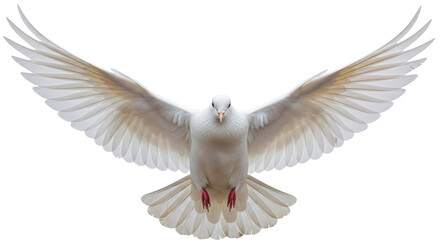 Obraz premium Isolated White Dove Flying