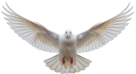 Isolated White Dove Flying