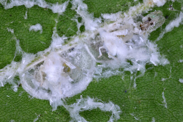 Citrus Flatid Planthopper (Metcalfa pruinosa), larva parasitized by Neodryinus typhlocybae, a parasitoid wasp.