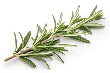 Fototapeta premium Rosemary twig and leaves isolated on white plain bacground, top view