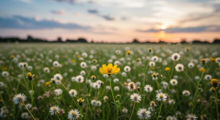 Fototapeta premium Vibrant Yellow Flower Standing Out in a Wildflower Meadow at Sunset 