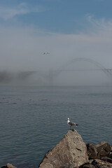 Gull on a rock with a bridge in the background, hidden in the dense fog