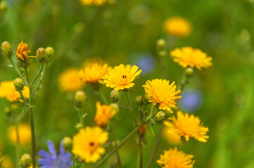 Close-up view of several bright yellow wildflowers in bloom, with some buds present.  The flowers are in focus, with a blurred green background and a few out-of-focus blue flowers visible