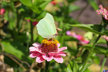 Butterfly on a flower