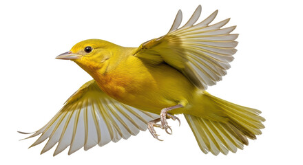 Isolated Yellow Canary Flying