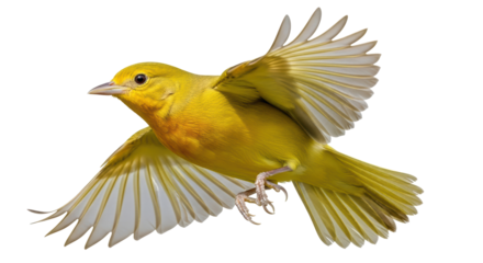 Isolated Yellow Canary Flying