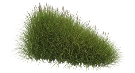 Isolated Tuft of Grass