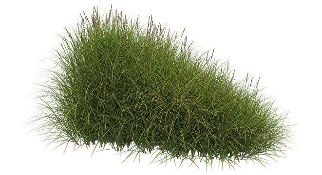 Isolated Tuft of Grass
