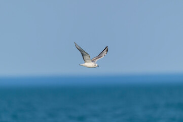 A Young Bonaparte's Gull in Flight at Pointe Pelee National Park, near Leamington, Ontario, Canada.