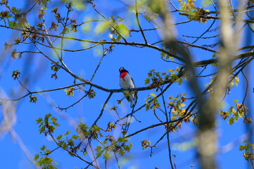 Rose Breasted Grosbeak at Pointe Pelee National Park, near Leamington, Ontario, Canada.