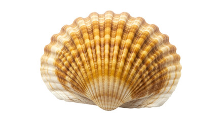 Isolated Seashell with Ridges