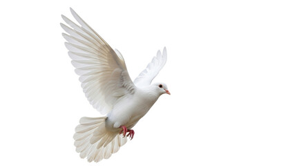 Isolated White Dove in Flight