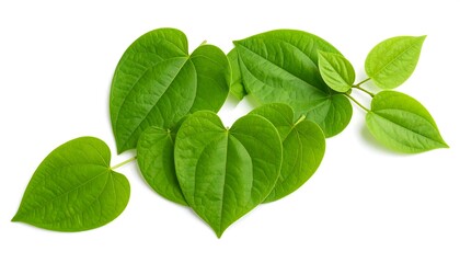 Heart-shaped green leaves arranged