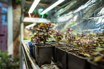 Pots with Pixie Wood purple basil on shelves in mini greenhouse or indoor garden. Plant...