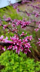 pink and white flowers