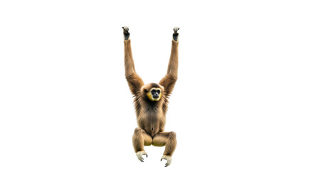Isolated Gibbon Hanging